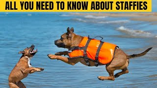 Staffy Breed Guide All you need to know about Staffies [upl. by Gnok]