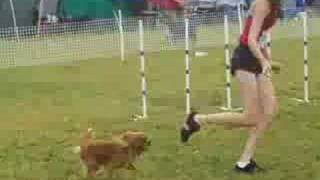 RUBY CAVALIER KING CHARLES SPANIEL IN AGILITY [upl. by Ecirehc26]