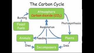 Carbon amp Nitrogen Cycles GCSE Combined Science Biology [upl. by Drus]