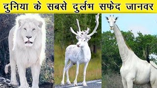 Top 5 whitest rare animal  दुनिया के 5 सबसे दुर्लभ जानवर  cute white animals [upl. by Kinson]