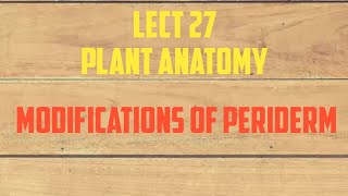 Modifications of Periderm Lenticels Rhytidome NEETGATECSIRNETMScBScBOTANYLIFESCIENCE [upl. by Wolram892]