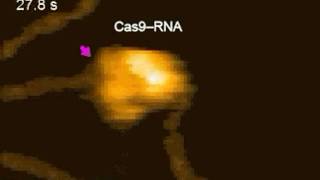 CRISPR Editing DNA in Real Time [upl. by Gnohc]