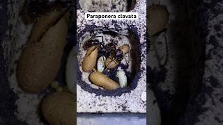 Paraponera clavata ants workers viralvideo subscribe share antsslovakiaofficial slovakia sk [upl. by Eat610]