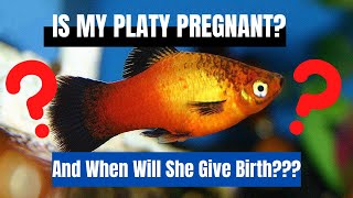 How to tell if my platy is pregnant and WHEN will she give brith PLATY BREEDING [upl. by Haimehen]