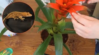 Repotting Bromeliad For A Reptile Terrarium [upl. by Humfried]