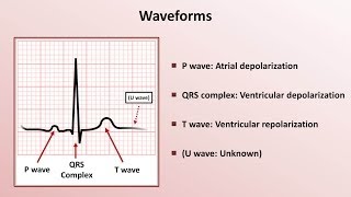 Intro to EKG Interpretation  Waveforms Segments and Intervals [upl. by Anigriv]