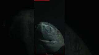 The Amazing Longevity of Greenland Sharks [upl. by Justinn]