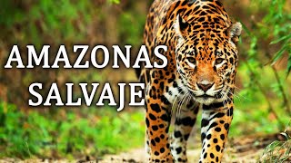 Amazonas Salvaje  La Cuna De La Vida Documental 2020 [upl. by Enahs]