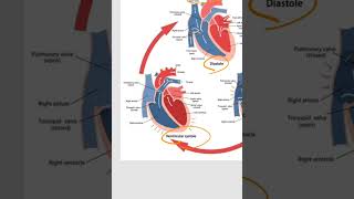 cardiac cycle biologypoli12 biology12 [upl. by Asyen]