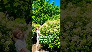 hydrangeaгортензияgardenгортензіяflowers parkjardinshortsアジサイсадnaturepaniclepaniculata [upl. by Giliana]