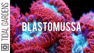 A secret crush on Blastomussa Pineapple Corals [upl. by Merta74]