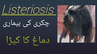 Listeriosis  chakri ki bimari دماغ کا کیڑا بکری کو لقوا ہو گیا [upl. by Kcirdahs213]