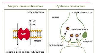 Mécanisme daction des médicamentsCours commenté [upl. by Neema15]