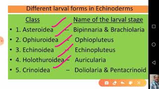 Echinoderm Larvae and their Significance [upl. by Olegnaed]