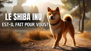 Tout savoir sur le SHIBA INU caractère éducation congénères santé [upl. by Namaj951]