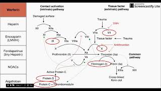 Anticoagulant Drugs [upl. by Lodge246]