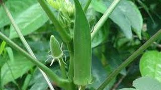 Growing and Harvesting Okra [upl. by Aihsenyt]