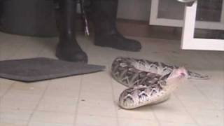 Venom extraction from large gaboon vipers Bitis gabonica rhinoceros [upl. by Ainahpets]