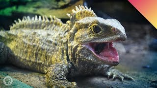 Tuatara Time – Face To Face With A Living Fossil ft John Green [upl. by Ackerman]