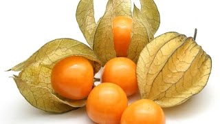 Benefits of Physalis health food benefits fruitknowledge fruit healthy fypage physalis [upl. by Itin993]