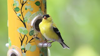 American Goldfinch Song The Most Beautiful Bird Song in the World [upl. by Aikan]