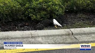 Injured eagle found on busy road in North Fort Myers [upl. by Ker]