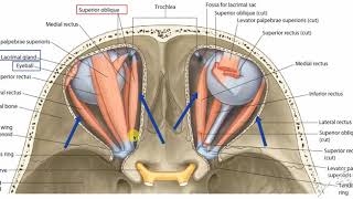 Oblique muscles of eyeball 1 [upl. by Yboc]