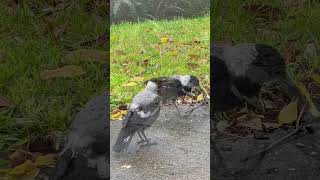 Baby Magpie begging for Food  too cute [upl. by Harlamert934]