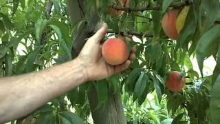 Harvesting Peaches [upl. by Aseram]