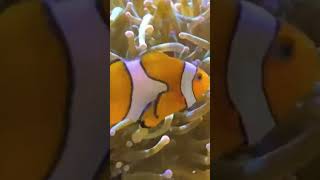 Close view of Adamsia Sea anemone of Phylum Coelenterata and Clown fish [upl. by Ann]