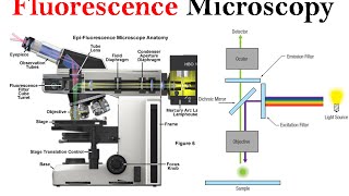 Fluorescence microscopy  fluorescence microscope principle [upl. by Ahsetan]