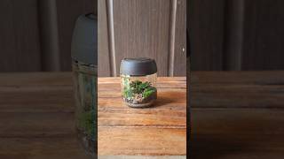 Closed Terrarium miniterrarium dehradun terrariumdiy tinygarden diy nature [upl. by Safire]