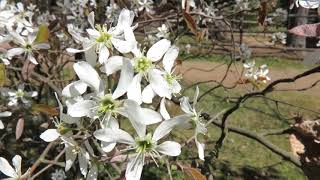 Amelanchier canadensis muchovník kanadský [upl. by Ainessey]