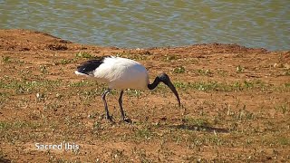 SOUTH AFRICA Hadeda Ibis amp Sacred Ibis SANParks [upl. by Cuttie]