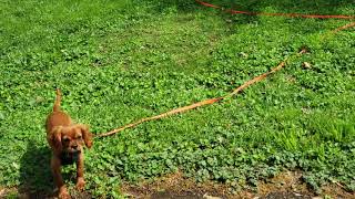 Cavalier King Charles Spaniel Ruby 5 month old Link fetches his ball like a pro [upl. by Bittner429]