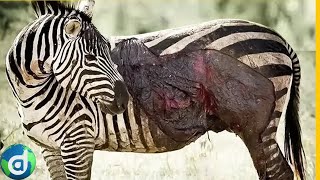 A luta da Zebra pela sobrevivência na África Selvagem [upl. by Ykcir]