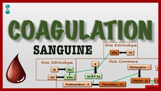 Coagulation Sanguine ou Hémostase et sa Cascade  voie intrinsèque extrinsèque commune [upl. by Lock]