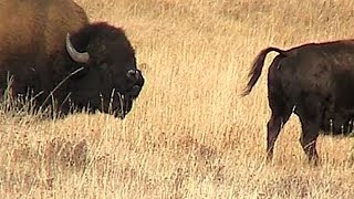 American Bison  Bull Demonstrates the Flehmen Response [upl. by Airakaz129]