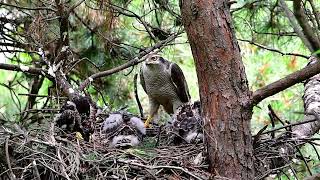 참매  Accipiter gentilis [upl. by Eloc269]