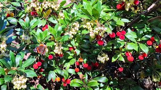 Strawberry Tree Arbutus x andrachnoides Harvest in Germany [upl. by Bamberger]