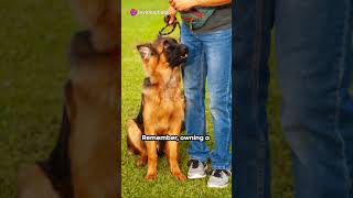 invideo ai 1080 German Shepherds Unparalleled Companion 2023 10 09 [upl. by Vange]