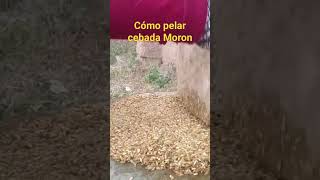 cebada cómo pelar cebada Moron [upl. by Aroel]