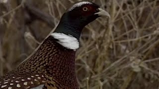 Montana FWP stocking pheasants throughout the state for hunting season [upl. by Nameloc]