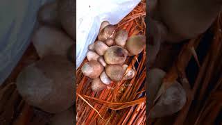 Mushrooms 🍄 shorts viralvideo nature music mushroom farming culture [upl. by Annawyt555]