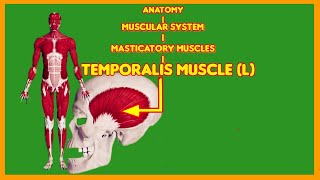 Why Your Temporalis Muscle is MORE IMPORTANT than Your Biceps massetermuscleanatomymasticatory [upl. by Meeharb51]