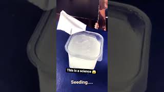 Seeding  Like Metastable equilibrium of water  Sodium polyacrylate [upl. by Lorien31]