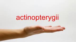 How to Pronounce actinopterygii  American English [upl. by Franky]