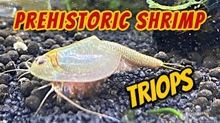 30 Days of Triops  Hatching Growth and Behavior  Feeding [upl. by Aseyt]