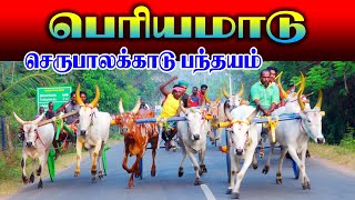 1பூலோகம்நினைவாக 23022024பெரியமாடுசெருபாலக்காடுபந்தயவிழா [upl. by Huppert]