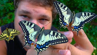 Old World Swallowtail Papilio machaon Life Cycle amp Biology  ButterflyCycles [upl. by Nnyrb]